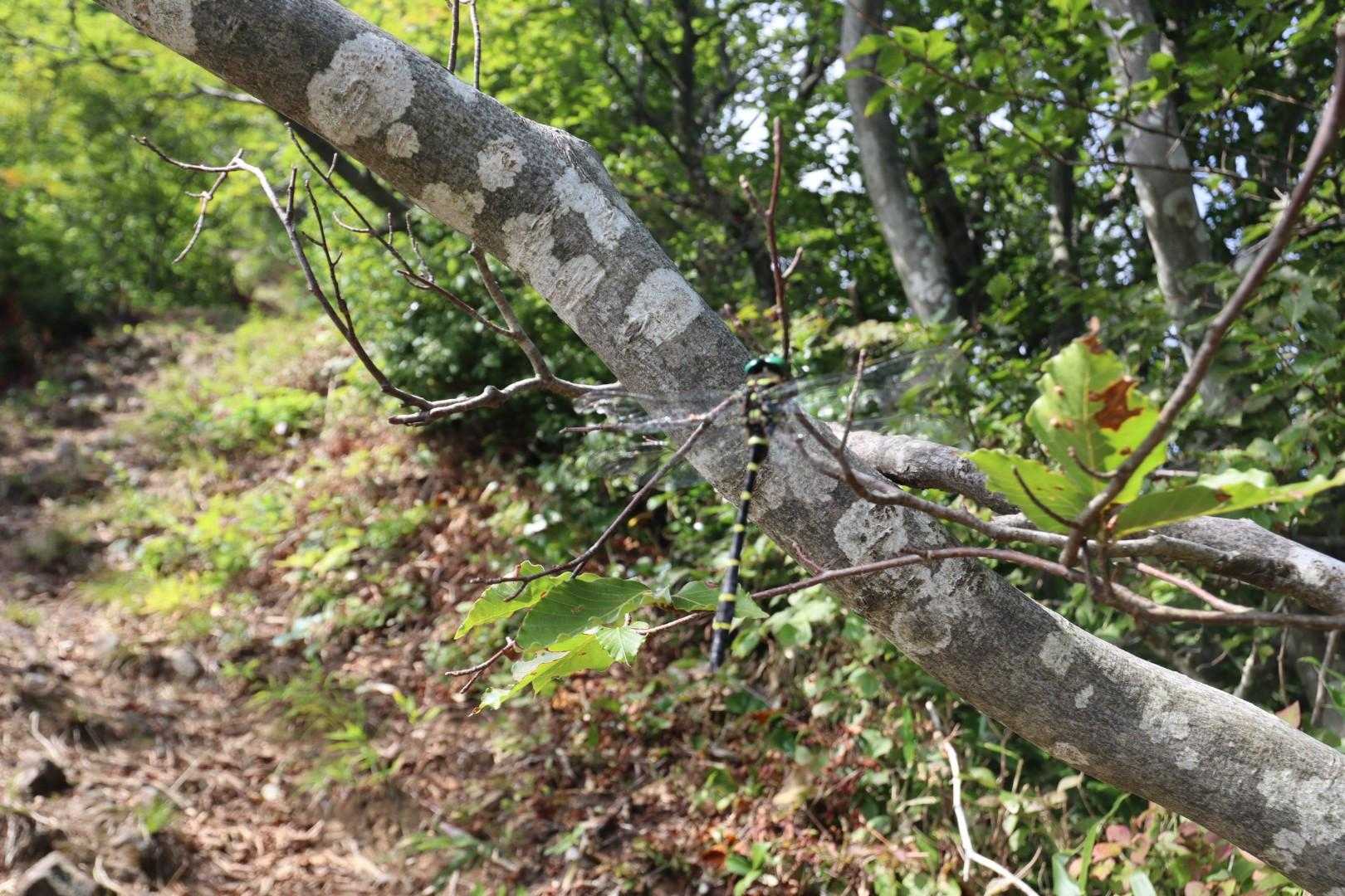 スズメバチすら寄せ付けない昆虫界の空の覇者
いっぺこと飛んでましたなぁ