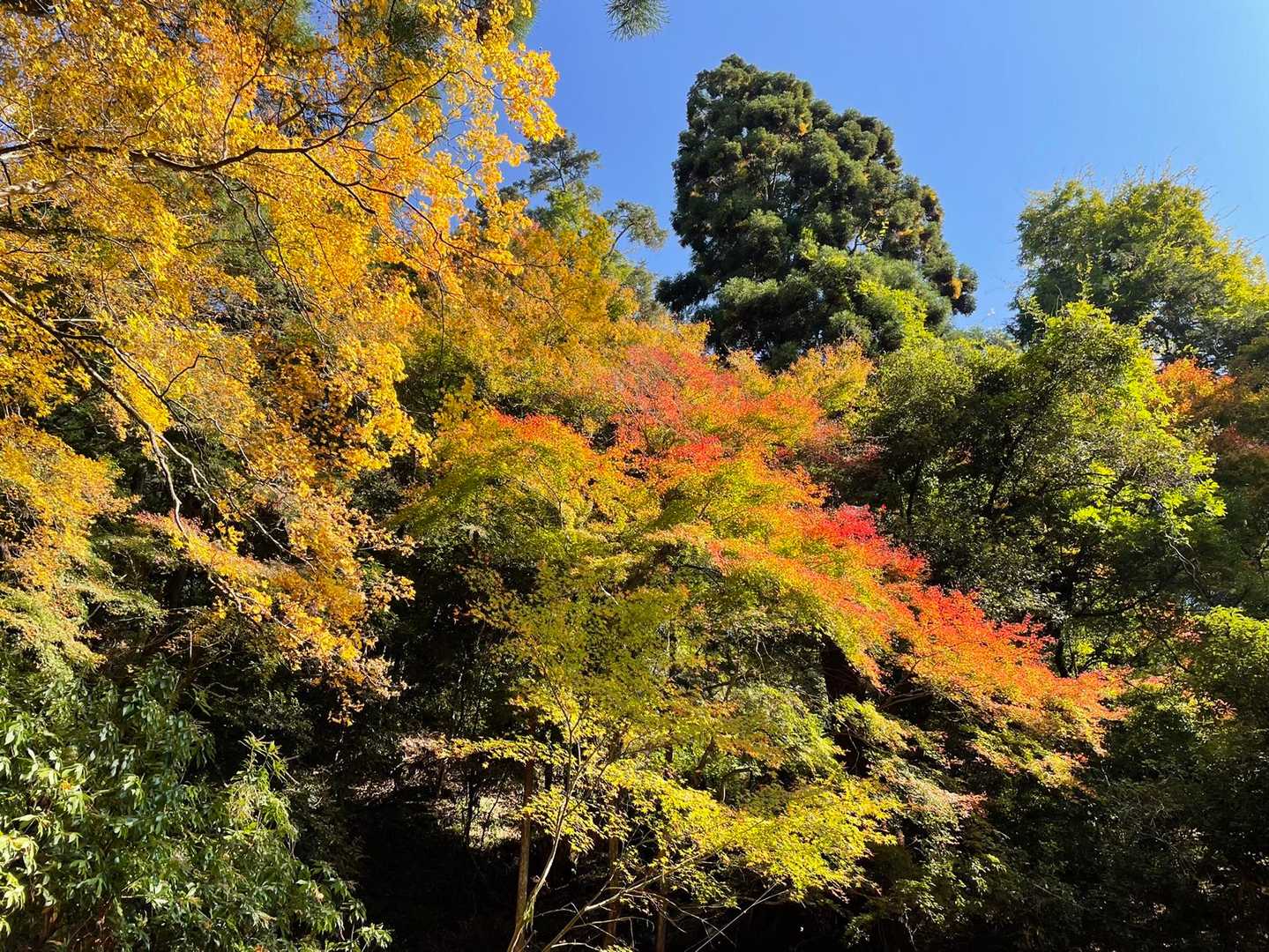 紅葉綺麗