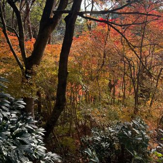 月見山山頂下の紅葉🍁
