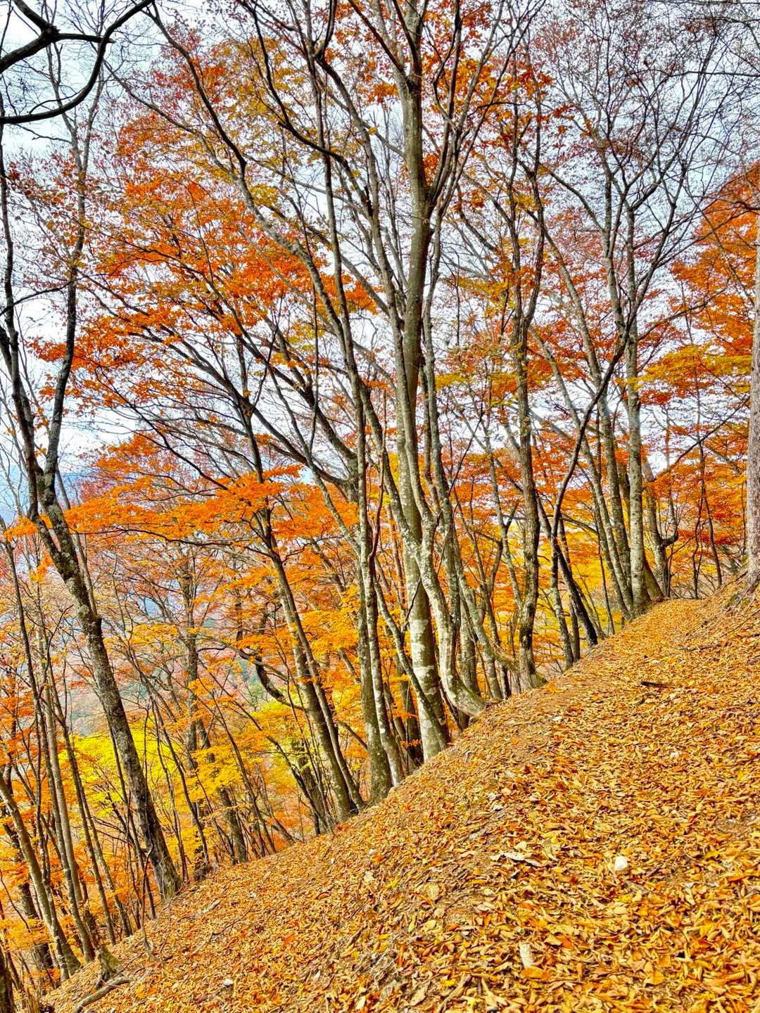 帰り道もずっと紅葉が続いていて綺麗でした。