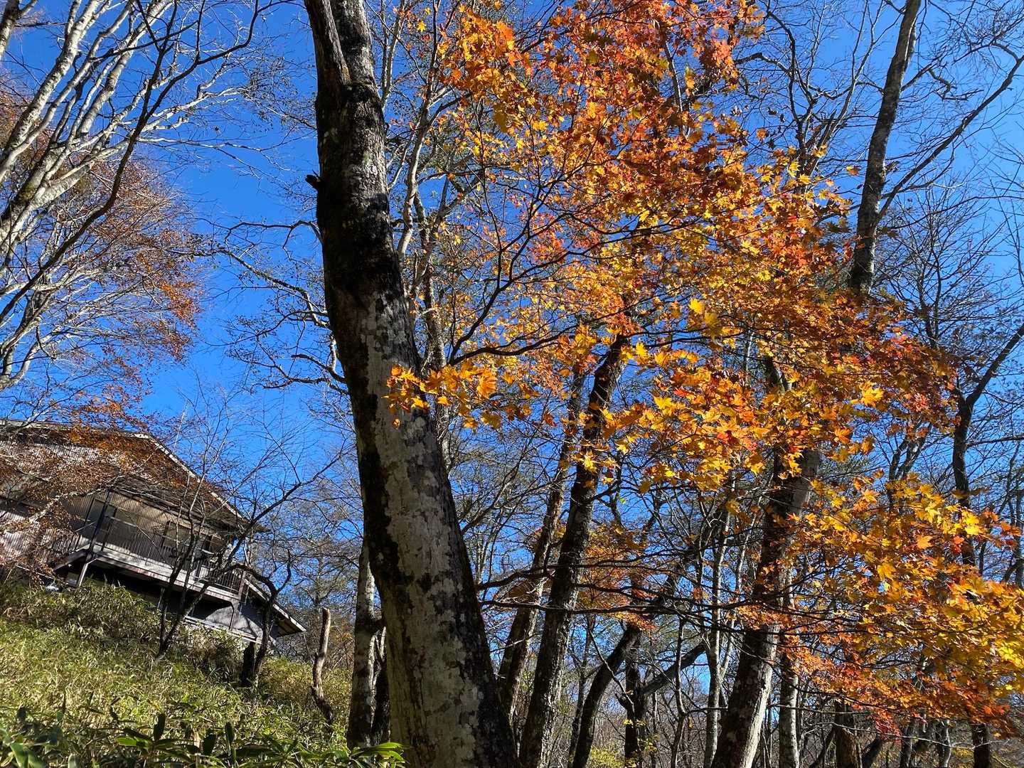 大菩薩嶺往復 | 富士山・南アルプスの大絶景に稜線歩き。初心者日帰りおすすめの写真