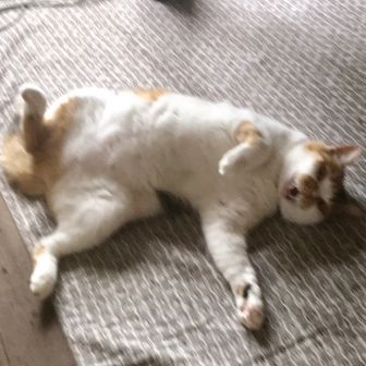 gucky