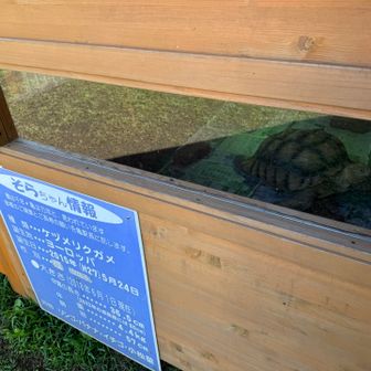 そらちゃん🐢
外へ出られるのは、1時間後…待てなかったわ