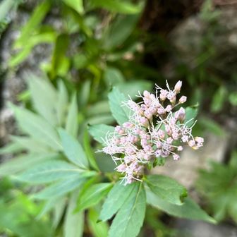 下山後、多度大社にお参りしました

参道の川の近くに、ヒヨドリバナ？