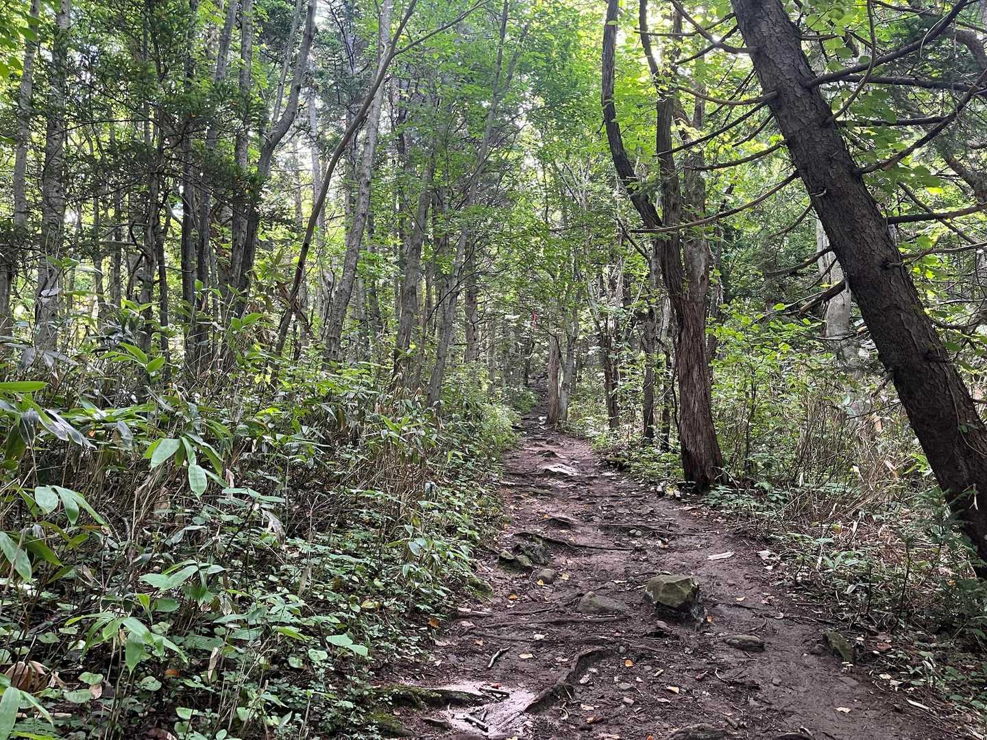 穏やかな登りが続きます。