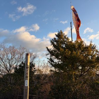 鯉のぼり？？恋のぼり！？