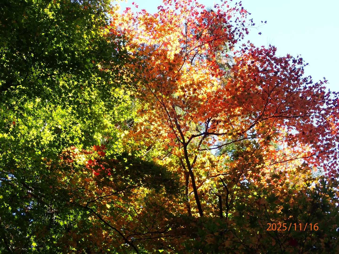あちこちに紅葉が🍁