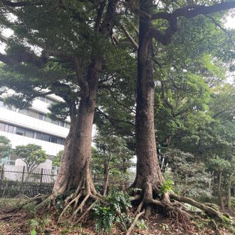 ご立派