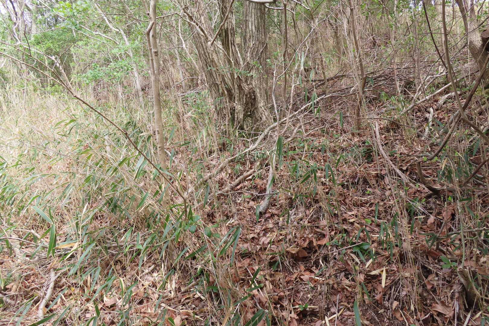 腰折山でプチ遭難
藪の斜面をよじ登ります。