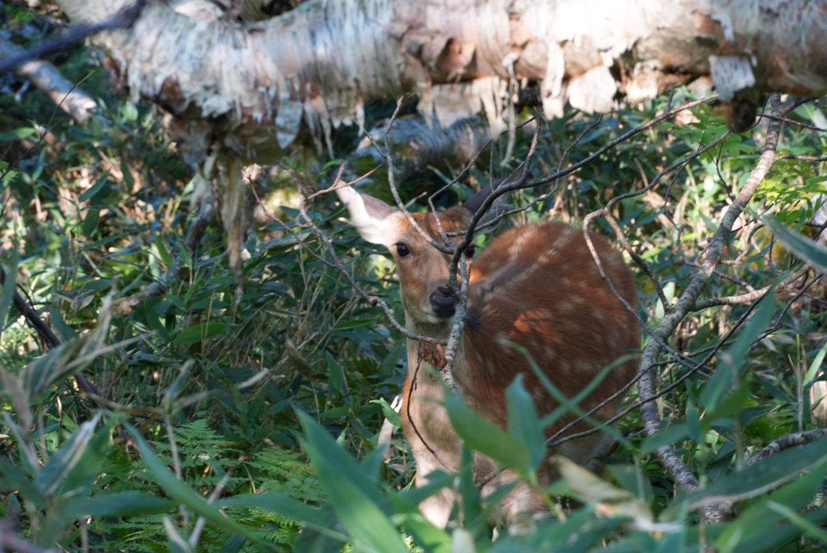 鹿🦌
近い