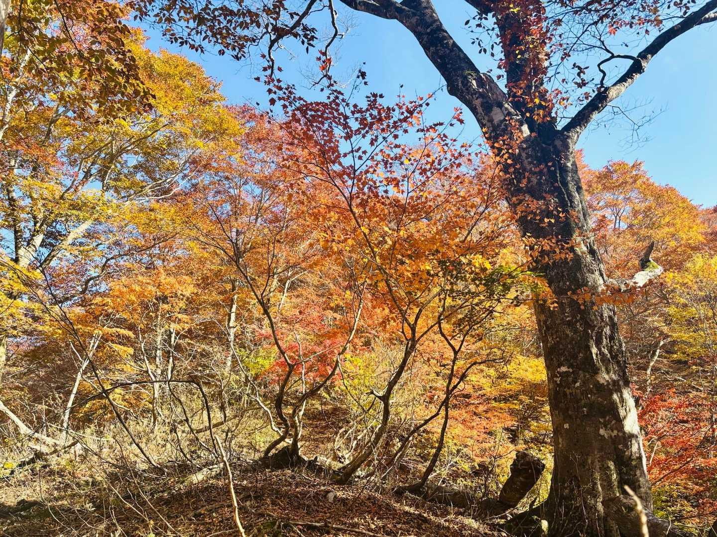 ご褒美だね🍁