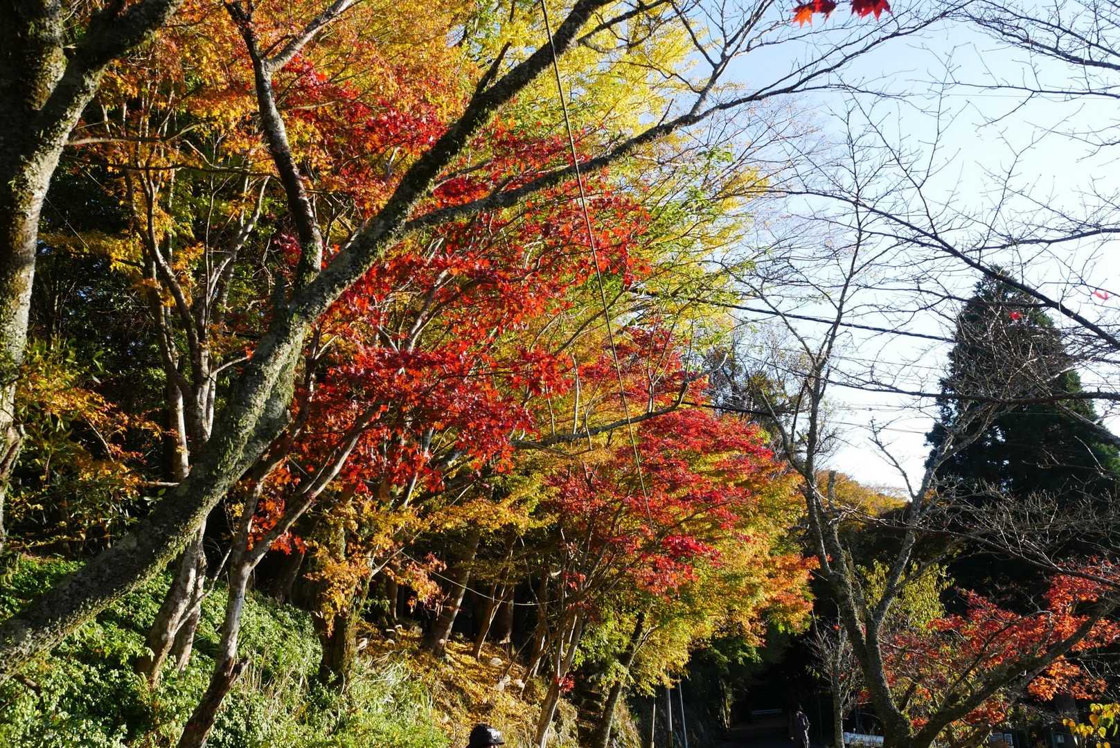神社の石段脇も紅葉綺麗です。🍁🍁
おしまい。