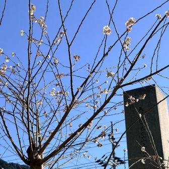 新春だなぁ🌸寒桜かな