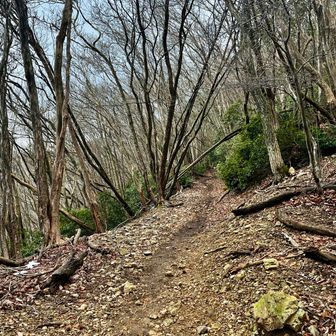 この辺りの落葉樹は何だろう🤔全く分からない