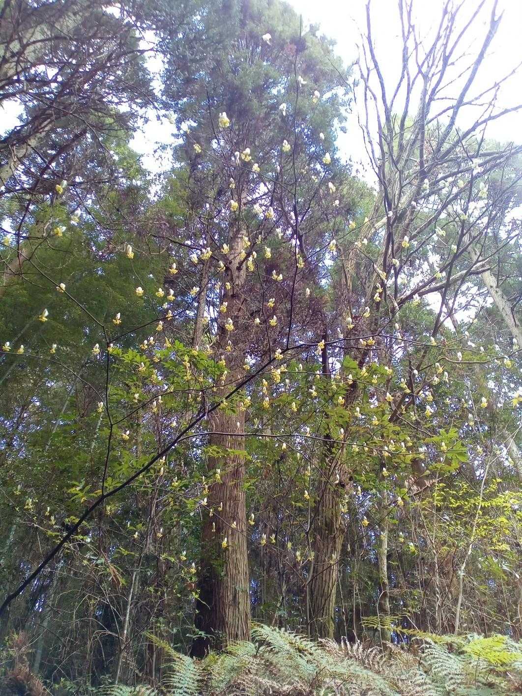 星塚山 周回コースの写真