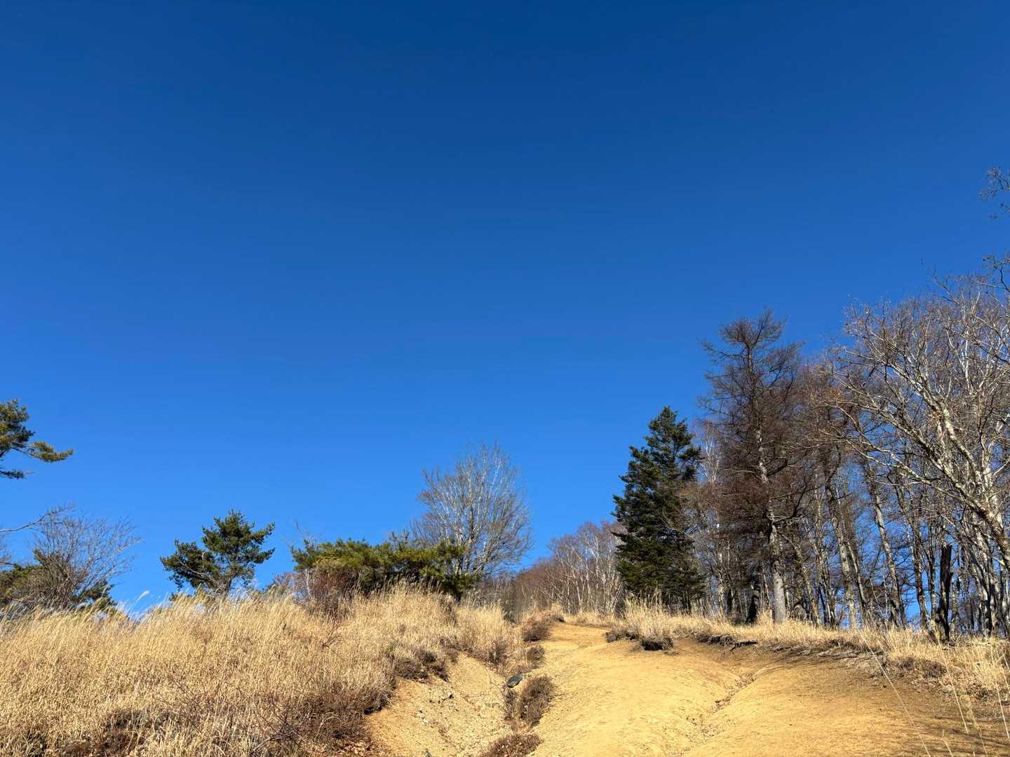空が青くてよ
この時期の空は素敵だわ