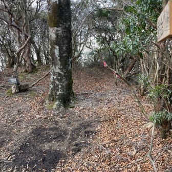 正面の藪の先が、田向に通じる登山道。
見つけるのに、10分くらい、うろうろしました…