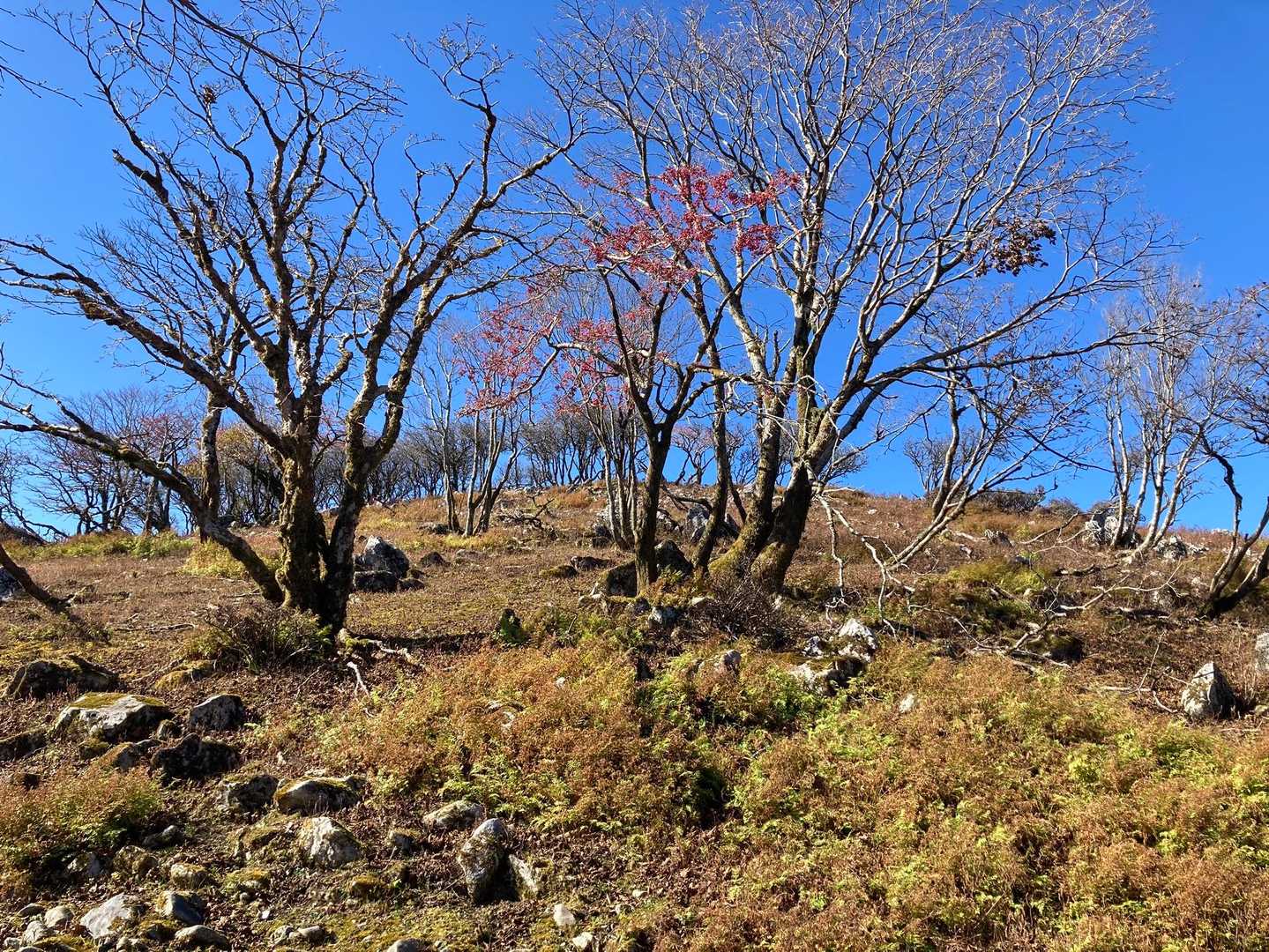 赤い実を食べに白い小鳥がたくさんいたんだけど、うまく撮れないなー