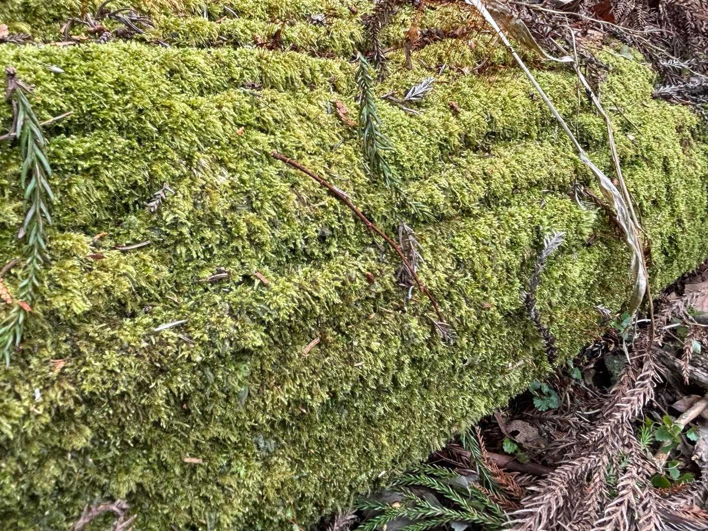 苔アップ🟢