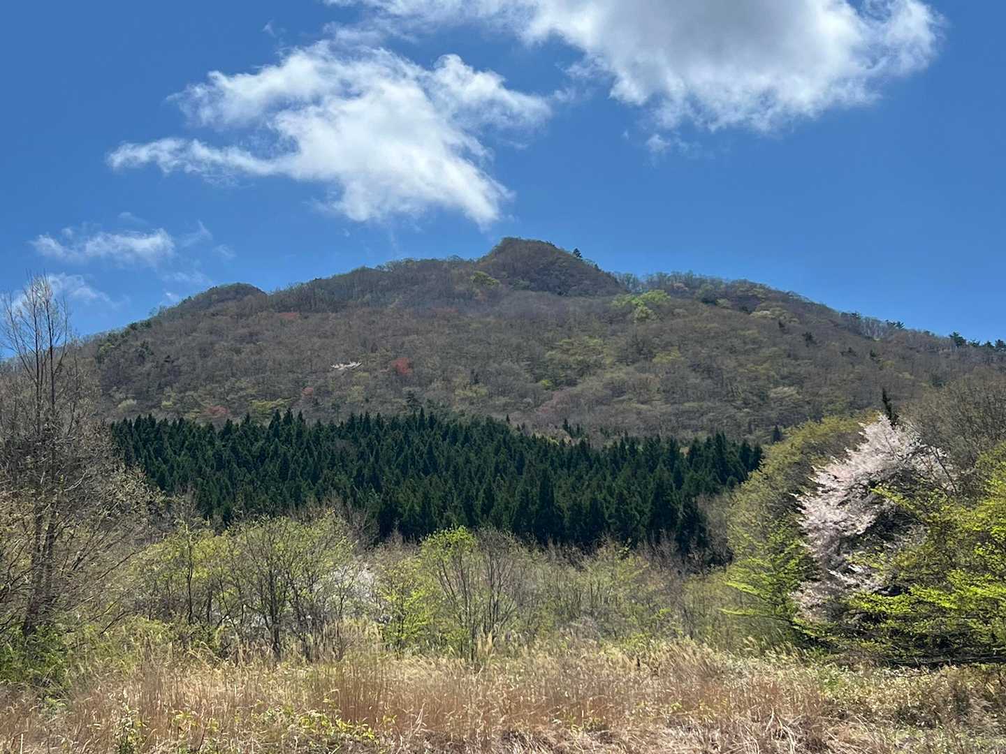 桜と鎌倉岳⛰️