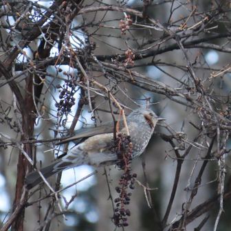 おはよう！
朝から元気だねーヒヨちゃん😆

まあ多分、この後今日は野鳥観察は厳しいだろうな
余裕ないし、山頂付近にいるのはホシガラスさんくらいかな🐥⸒⸒