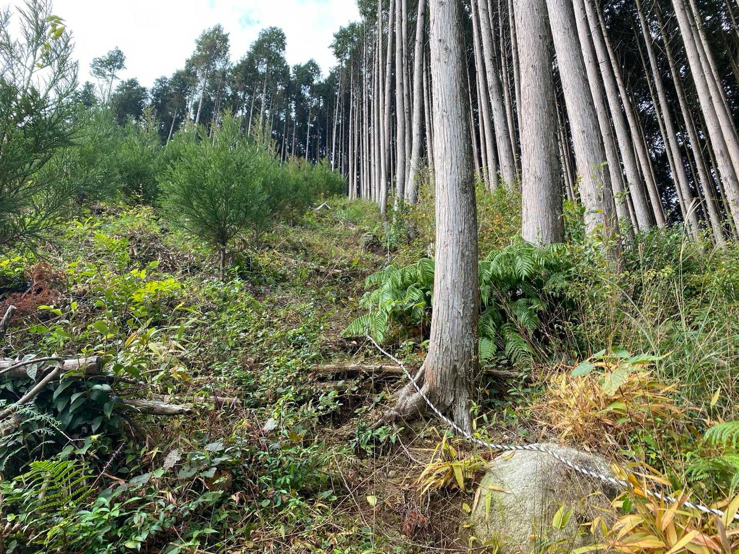 YAMAP上の登山口から取りついた所。