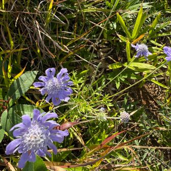 終盤とはいえ、未だ沢山のマツムシソウが残っていて咲いていてくれた。