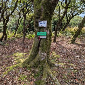 御所平到着。ここも山なんですね。意外と山頂付近に眺望はありません