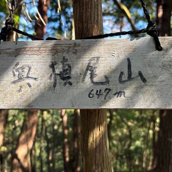 奥槇尾山にトウチャコ　ほぼ直登でした