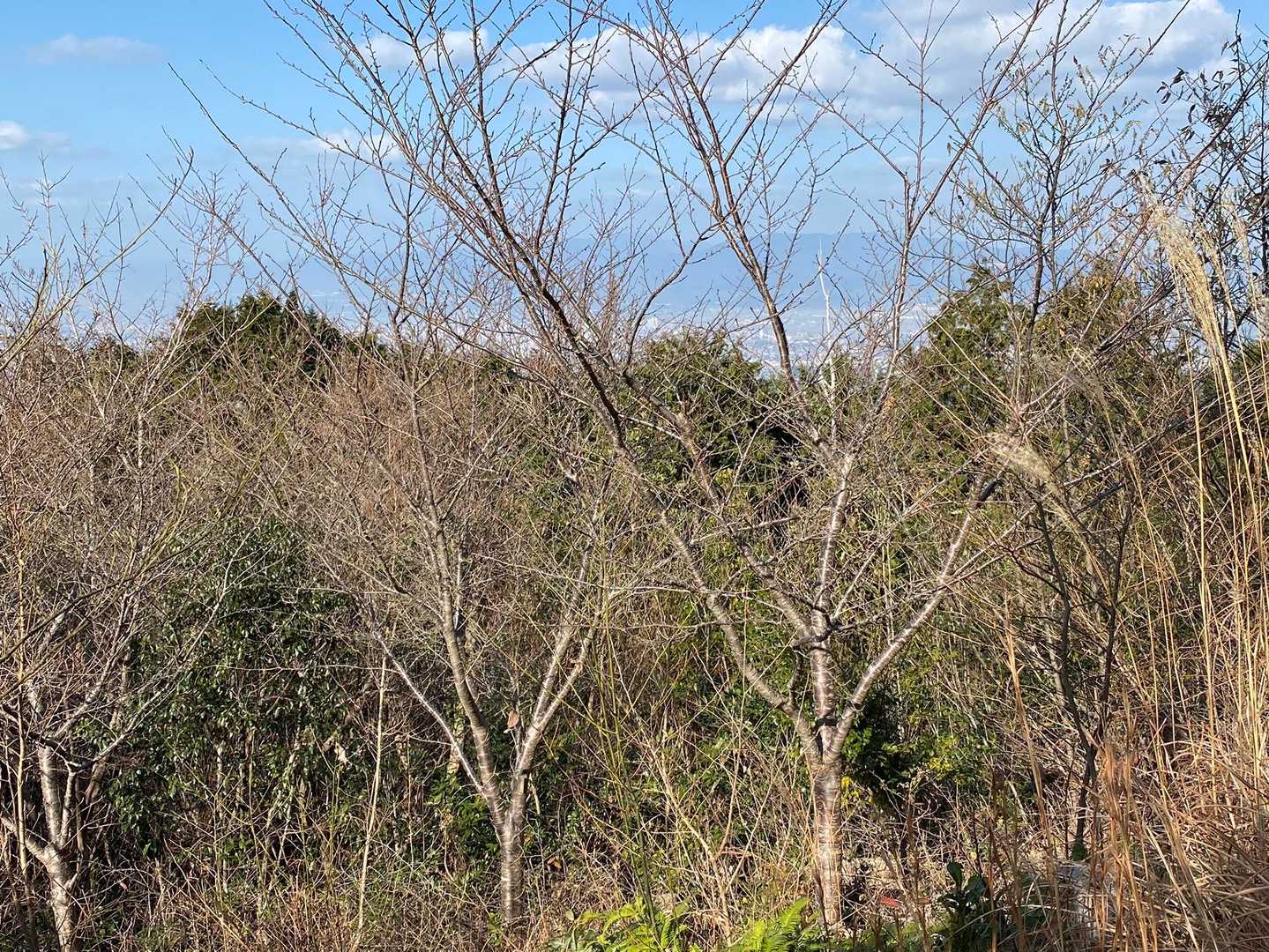 山頂の少し下、桜の木が３本。
春が楽しみ♡
ソロのベテランさん
この辺りの木の保護をご主人達とされているそうです。
本当に感謝しかありません🙇‍♀️