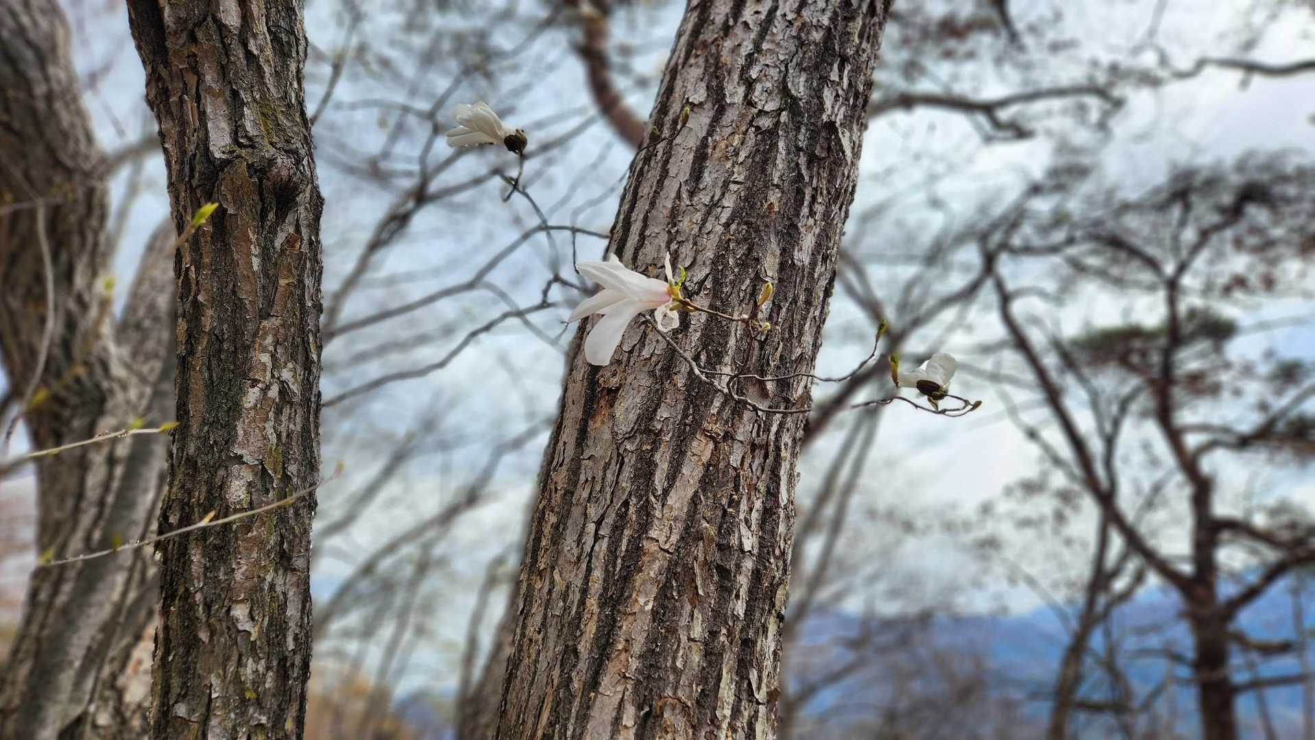 コブシ？のような花が所々に咲いていました🌸