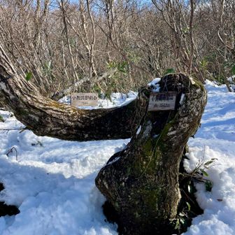山頂はこんな感じ