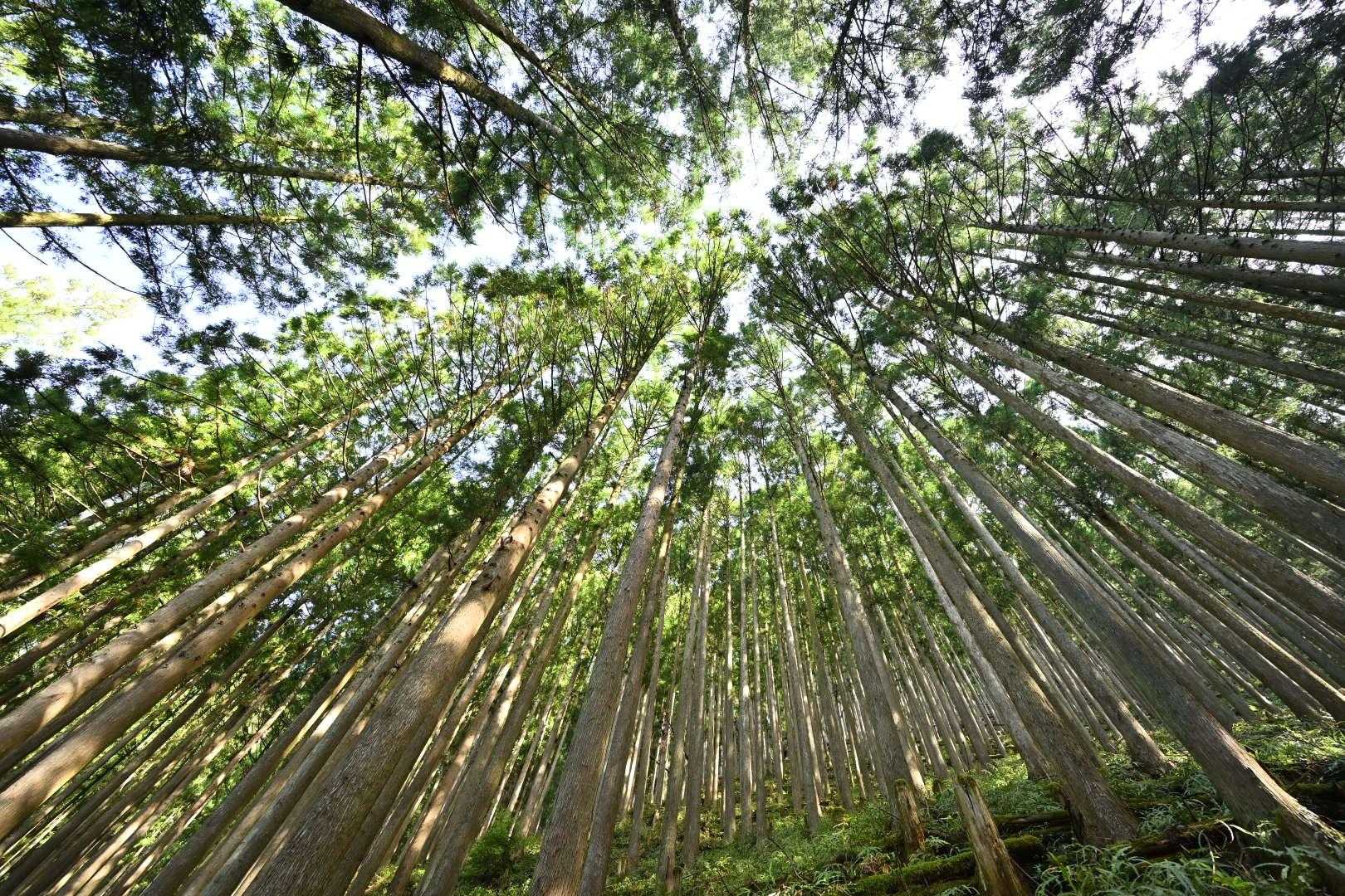 杉の植林地

今日は眺望は望めないコースなので、久しぶりに広角レンズを連れてきた