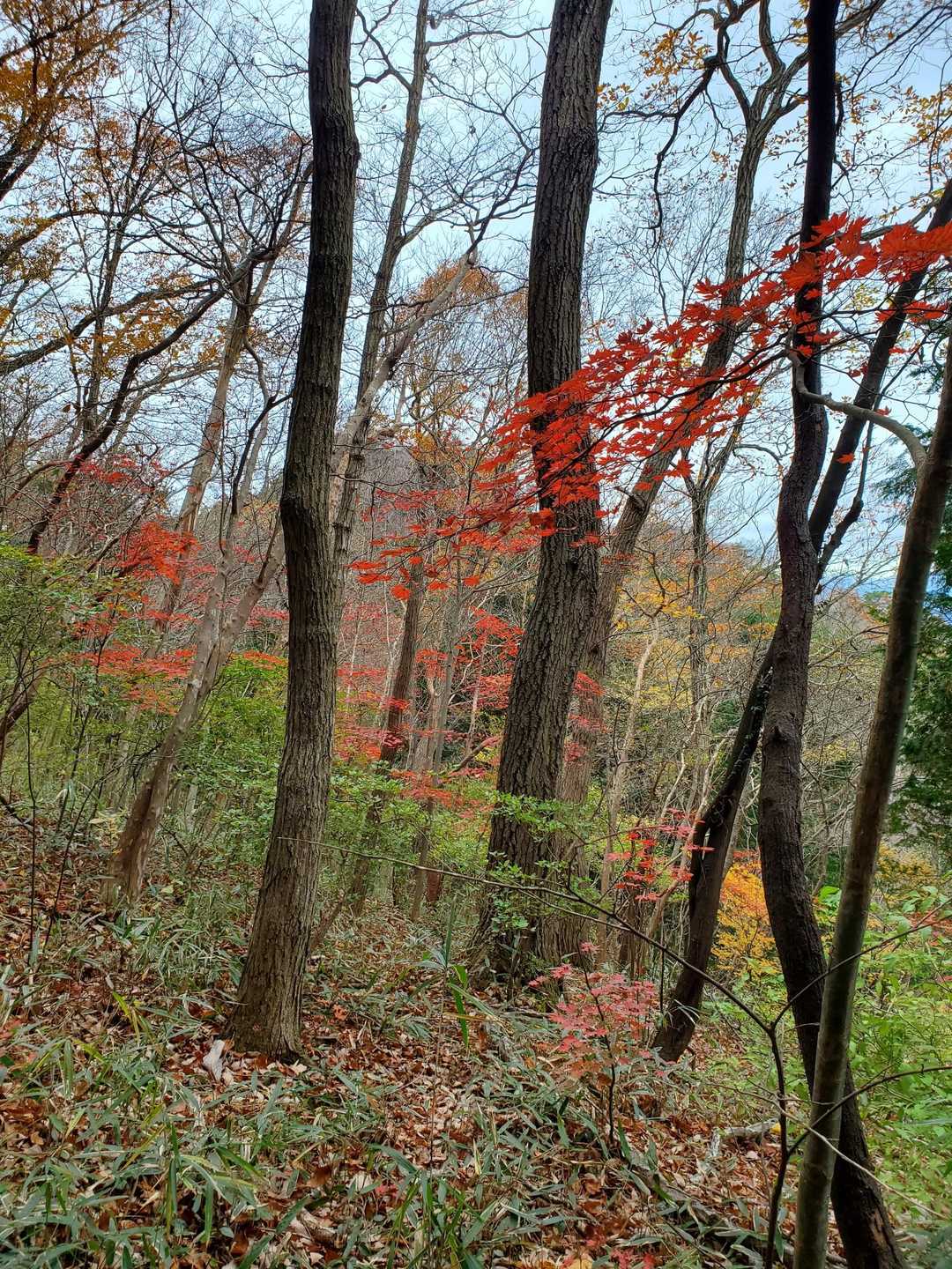 宇都宮市森林公園駐車場登山口-長倉山-鞍掛山-シゲト山-猪 周回コースの写真