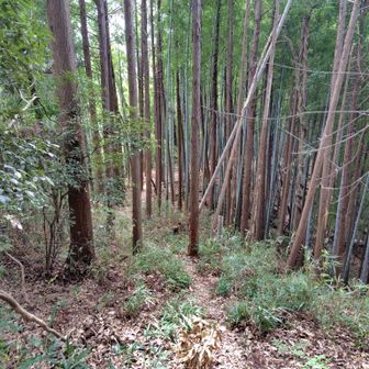 こんな道を下ります
ときどき足元の蜘蛛の巣を破壊