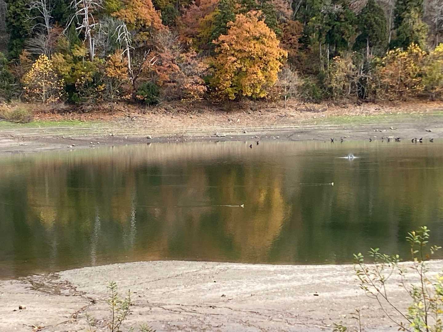 バシャバシャ水浴びするウの軍団