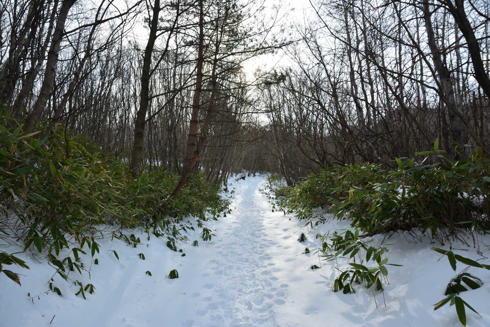 登山口からはしばし、作業道然とした緩やかな道が続く。ある程度の積雪はあるものの、しっかりとトレースが付いていたおかげで比較的歩きやすかった。