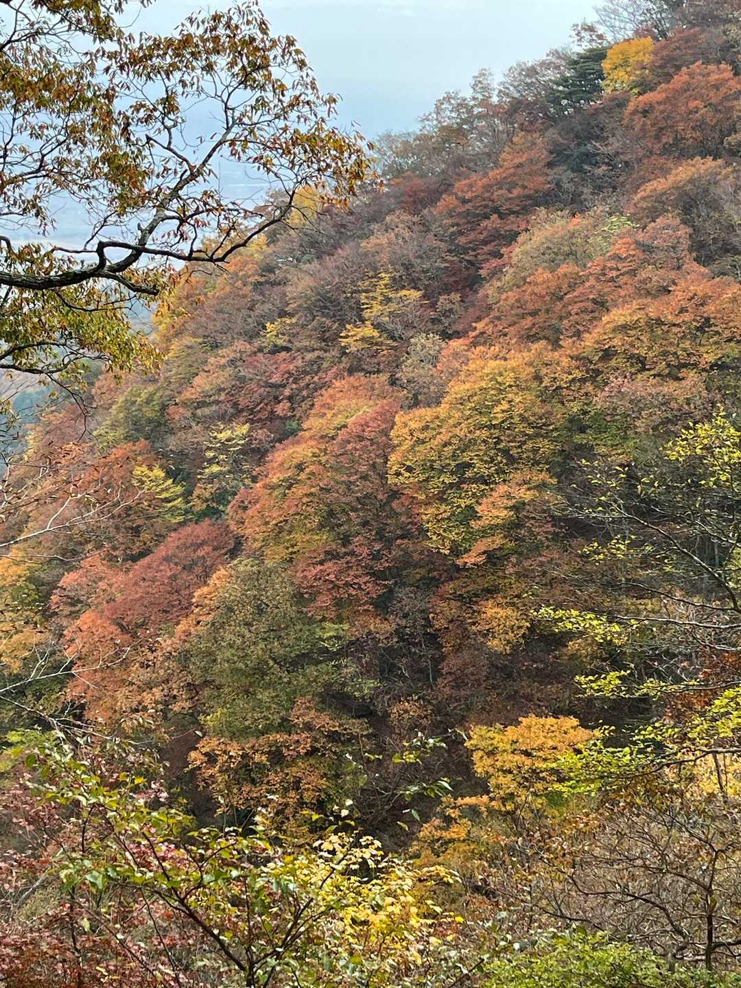 太陽光少なくても、こんなにキレイ😍