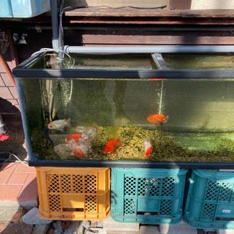 鹿島神社の参道の金魚