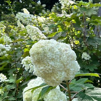 色々な紫陽花を楽しむ事が出来ました