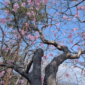 青空に映えるアカヤシオ
