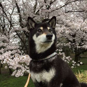 ちりん