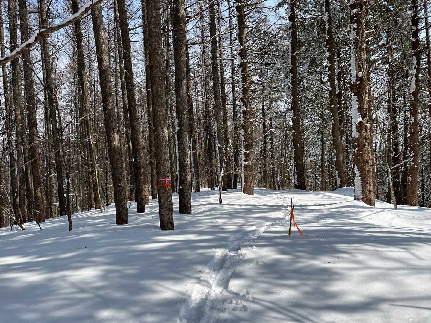 この辺りが山頂、ピンテが沢山。
