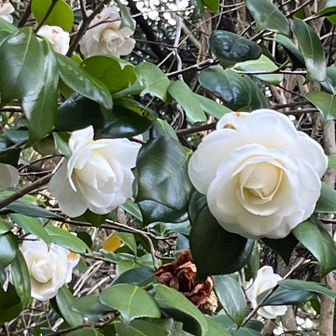 とても奇麗な白椿