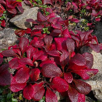 ウラシマツツジ🌱一足早い紅葉狩り🍁