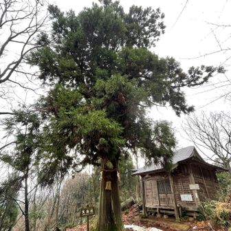 天狗杉です。

岐阜県には上矢作町の大船神社の奥に弁慶杉あります✨
ちょっと対抗心😅