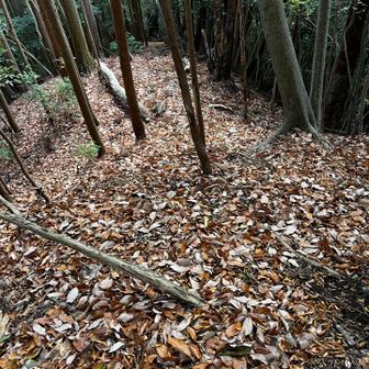 こちらの尾根にもマーキング