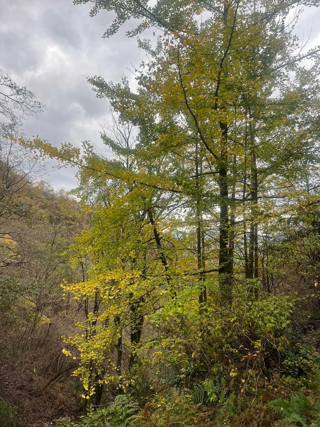 第二登山口-杣山-第一登山口 往復コースの写真