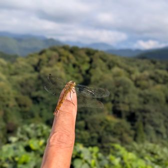 赤とんぼが沢山飛んでいるので指を立てていると止まってくれた。