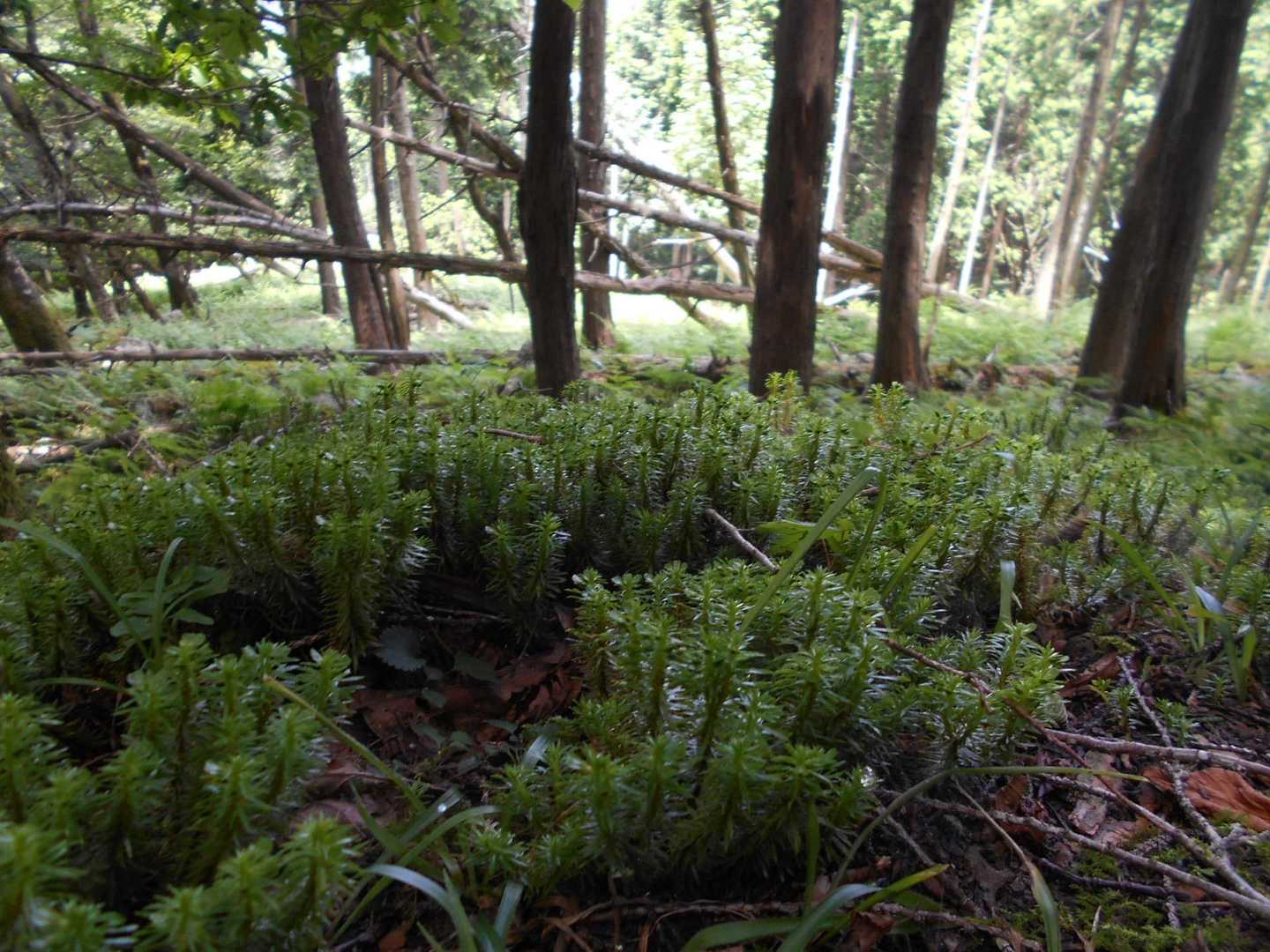 植松山 周回コースの写真